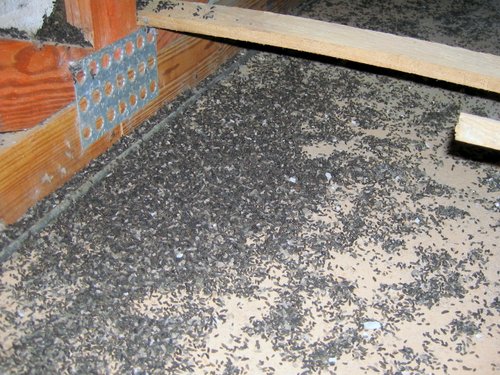 Bat Guano in Attic